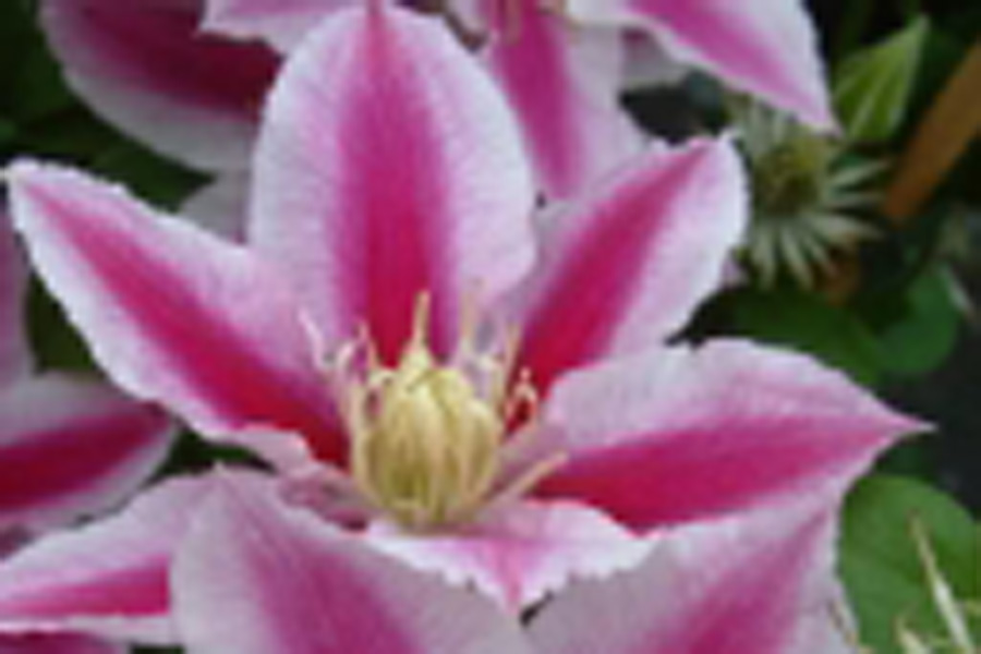 Clematis Mazowsze Volcano Clematis Herian