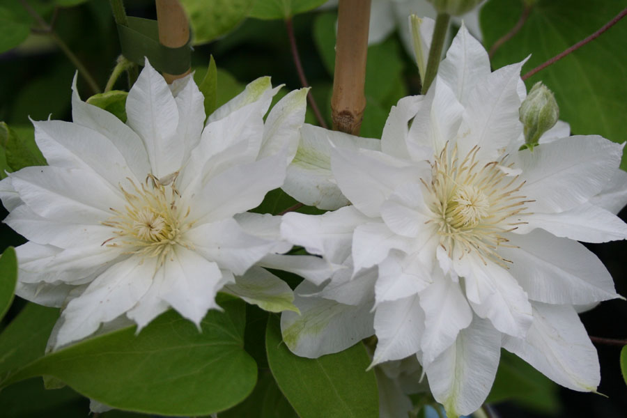 Clematis ‘Maria Sklodowska Curie’ PBR