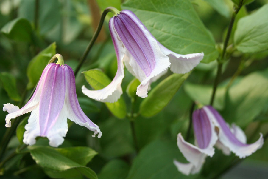 Clematis div. 'Benedikt' – Bild 2
