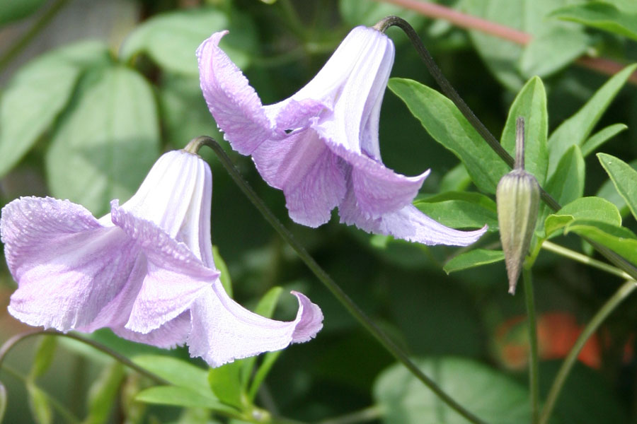 Clematis viticella ‚Betty Corning‘