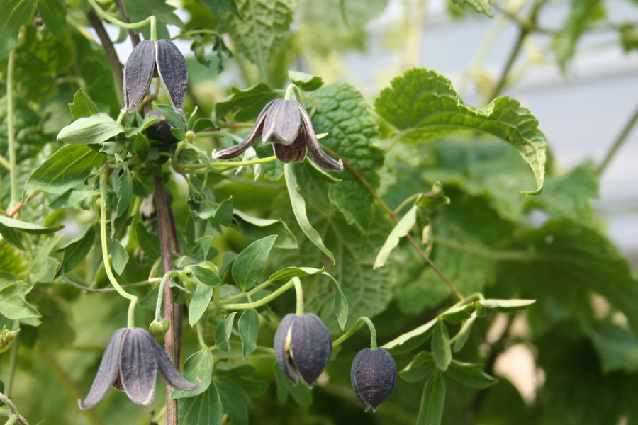 Clematis tibetana 'Black Tibet' – Bild 2