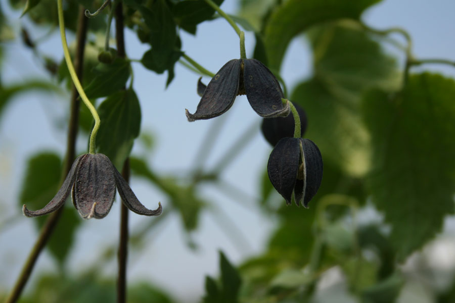 Clematis tibetana 'Black Tibet' – Bild 3