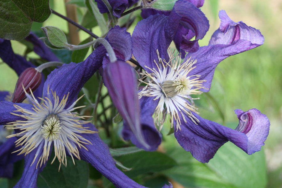 Clematis div. ‚Blue Pirouette‘