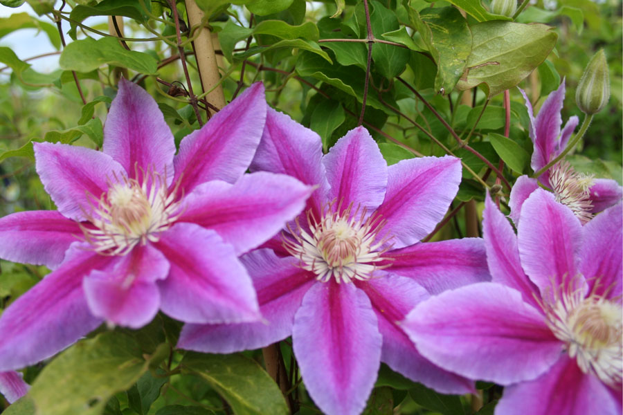 Clematis 'Dr. Ruppel' – Bild 2