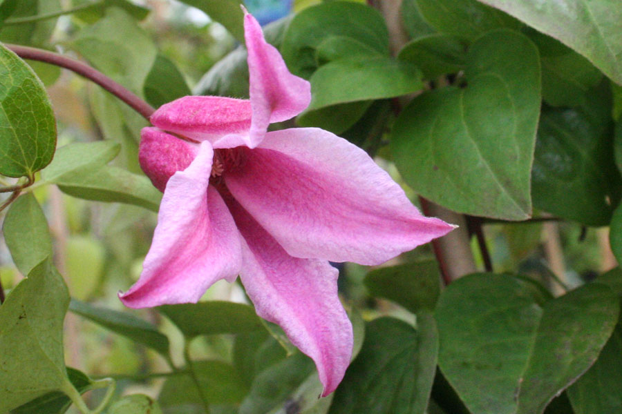 Clematis texensis ‚Duchess of Albany‘