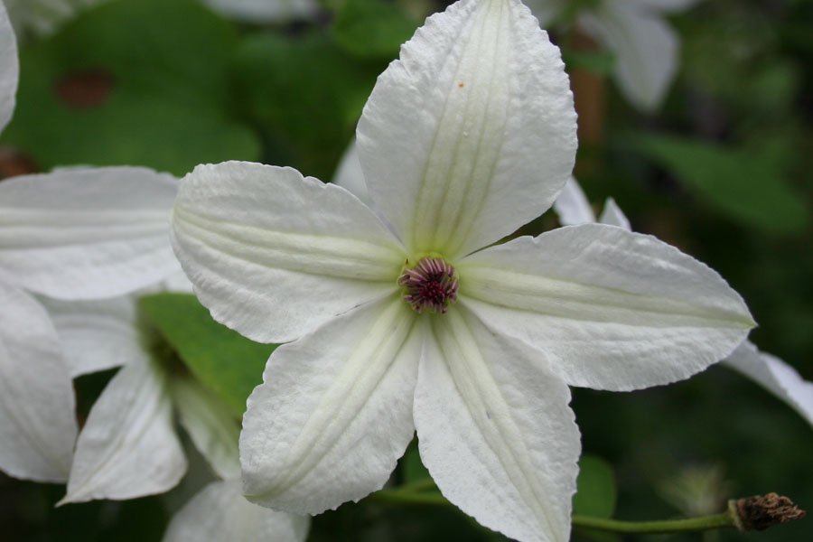 Clematis ‚FOREVER FRIENDS‘ (Zofofri)