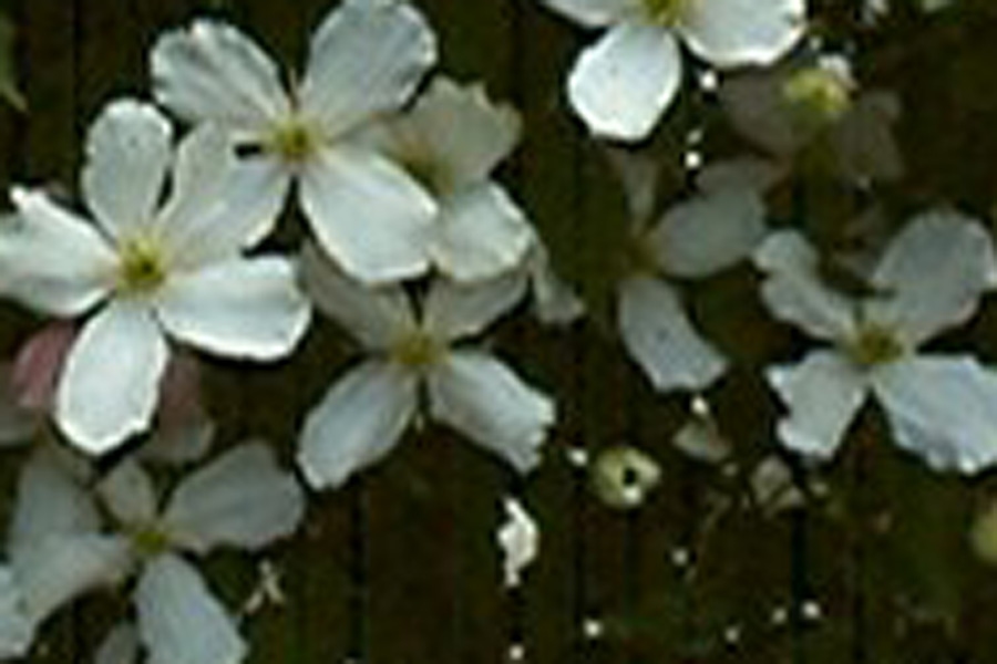 Clematis montana ‚Grandiflora Alba‘
