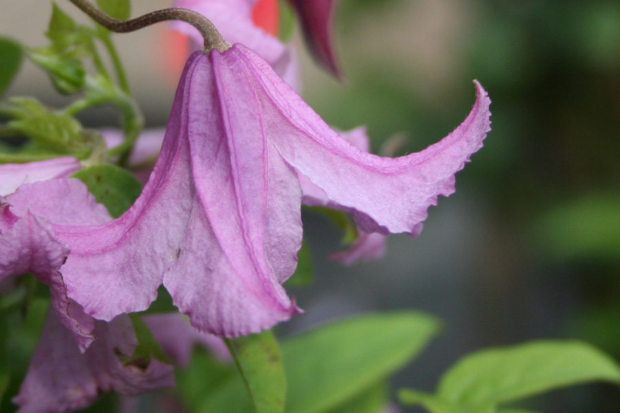 Clematis div. ‚Heather Herschell‘