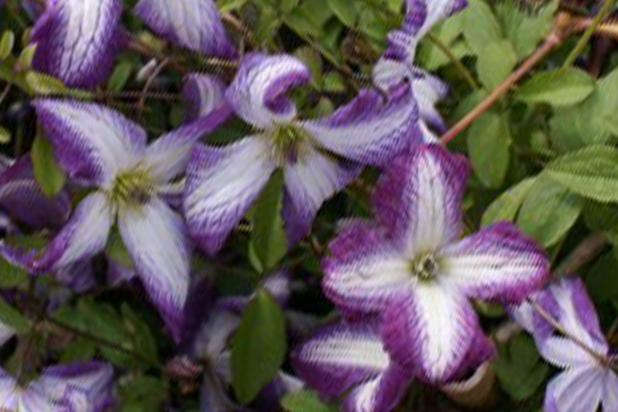 Clematis viticella ‚I AM LADY J‘