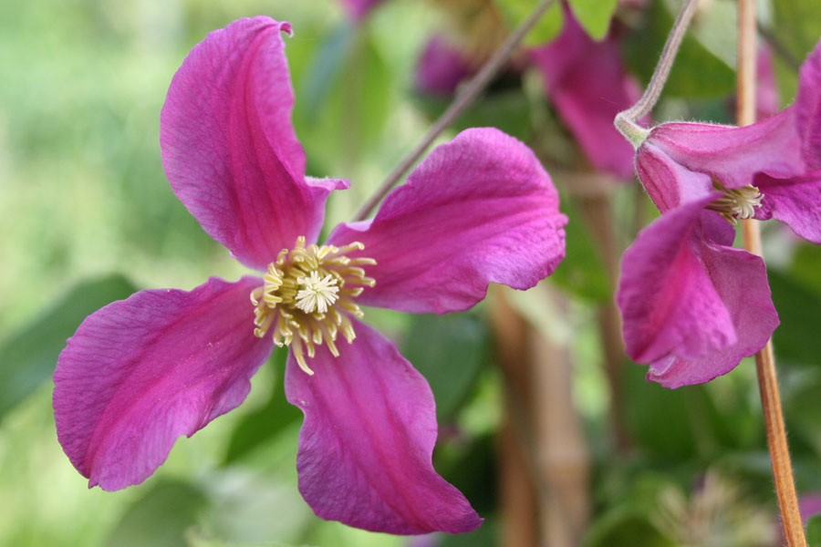 Clematis div. ‚INSPIRATION‘ (Zoin)