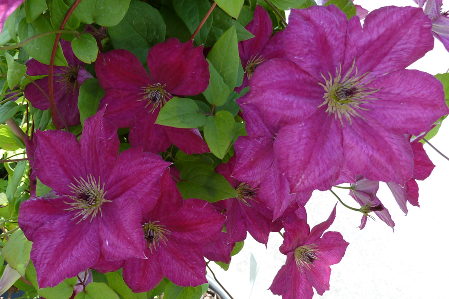 Clematis viticella 'JOHN HOWELLS' – Bild 2