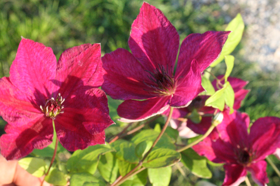 Clematis viticella 'JOHN HOWELLS' – Bild 4