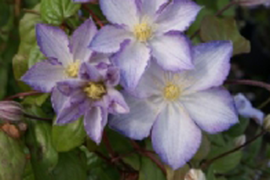 Clematis ‚LUCKY CHARME‘ Zo09067