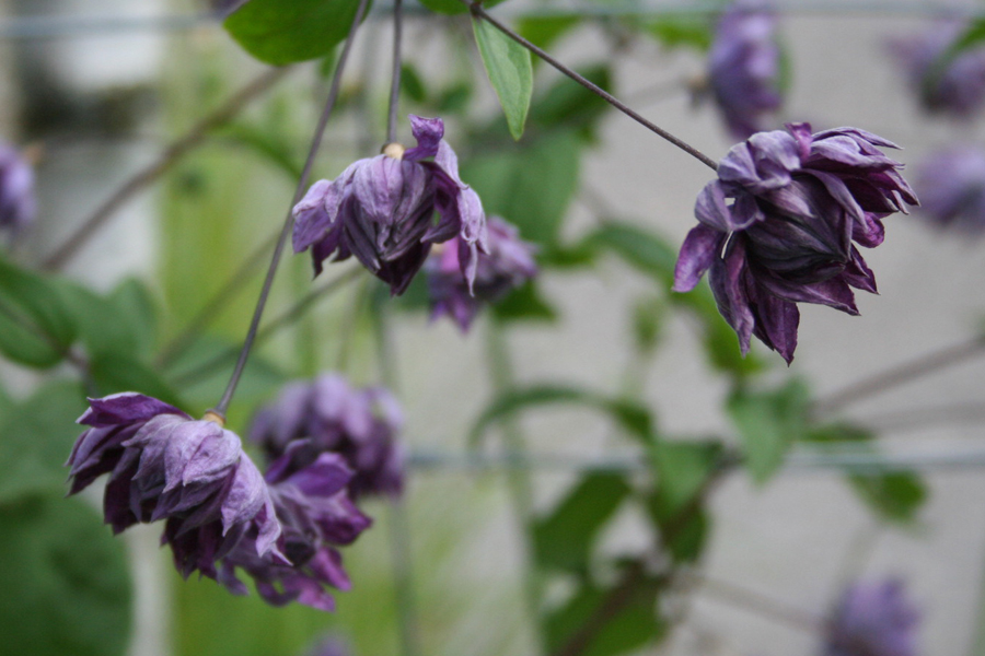 Clematis viticella 'Mary Rose' – Bild 2