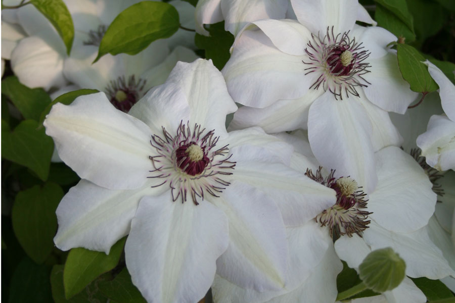 Clematis ‚WHITE PEARL‘