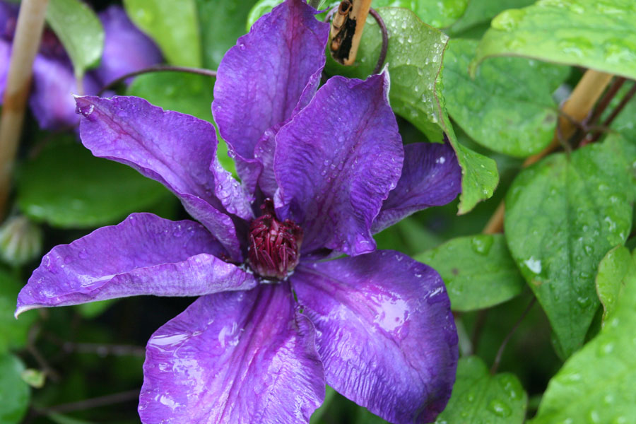 Clematis ‚The President‘
