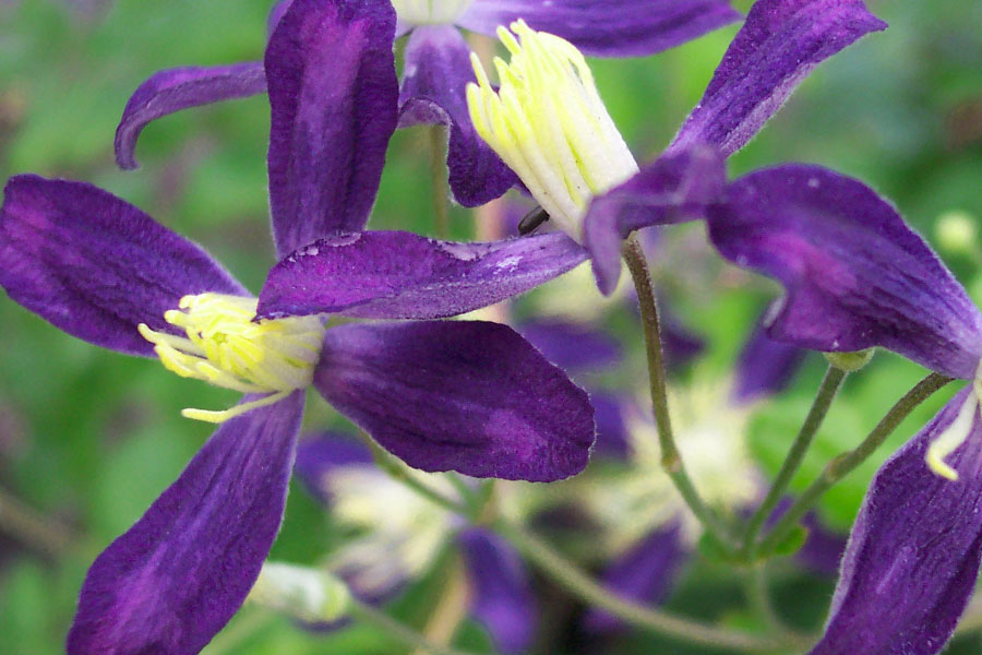 Clematis flam. ‚Pretty in Blue‘