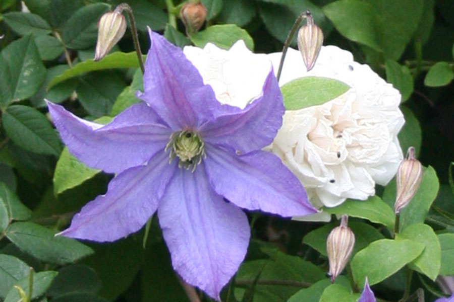 Clematis viticella ‚Prince Charles‘