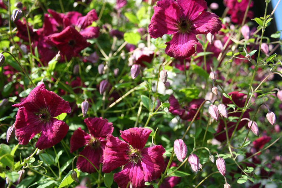 Clematis viticella 'Rubra' – Bild 2