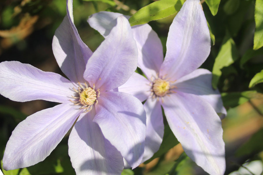 Clematis viticella ‚Scented Clem‘