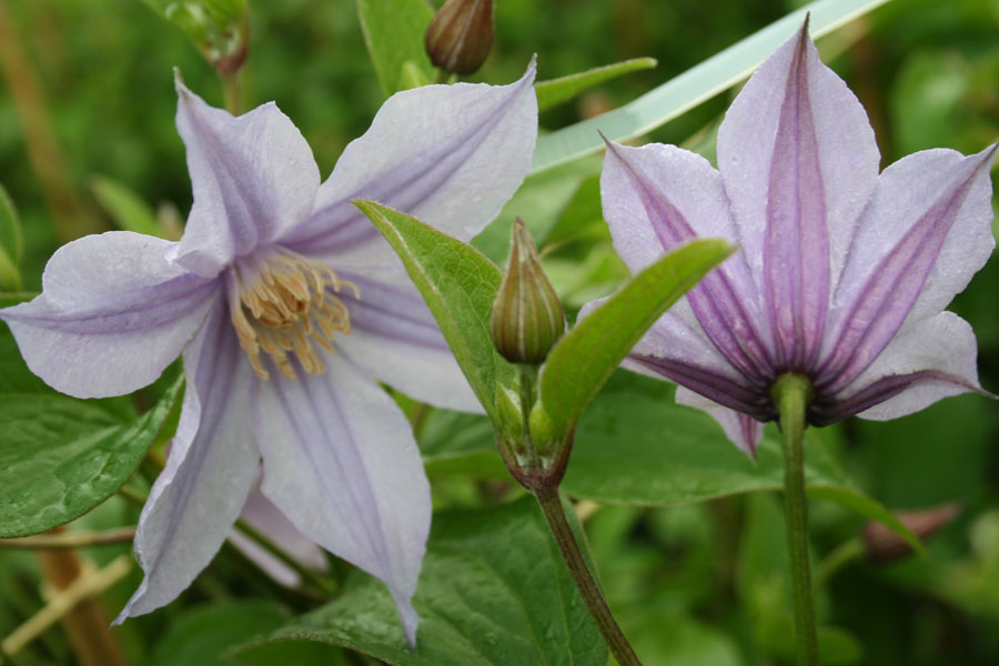 Clematis div. 'STAR RIVER' (Zostari) – Bild 2