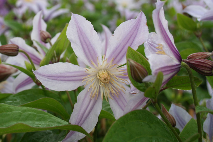 Clematis div. 'STAR RIVER' (Zostari) – Bild 3
