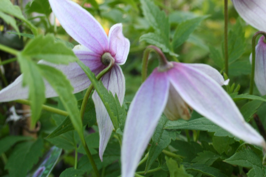 Clematis alpina ‚Willy‘