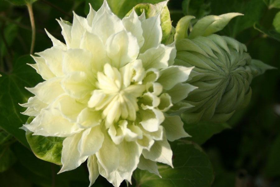 Clematis ‚Yuki Okoshi‘