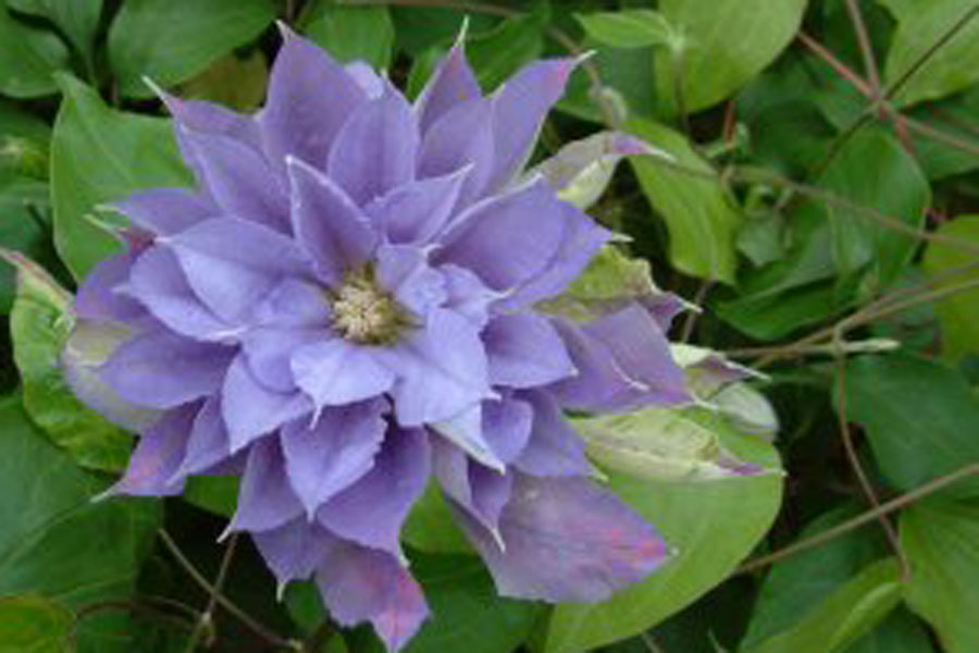 Clematis ‚Yvette  Houry‘