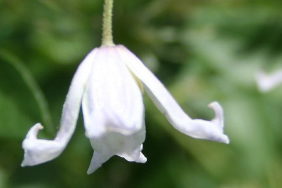 Besonderheiten Archive Clematis Herian