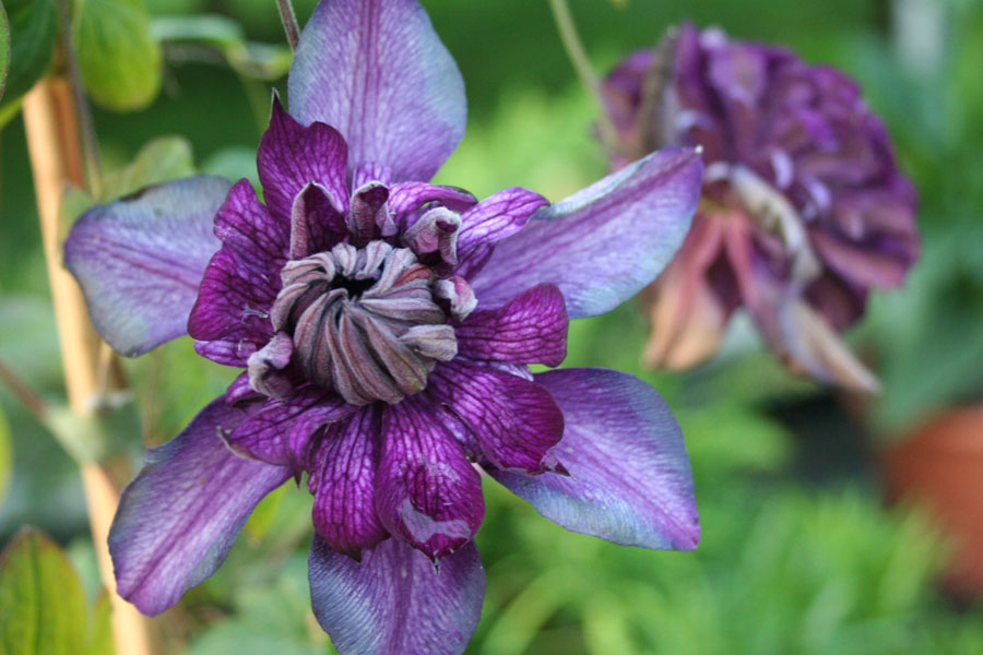 Besonderheiten Archive Clematis Herian