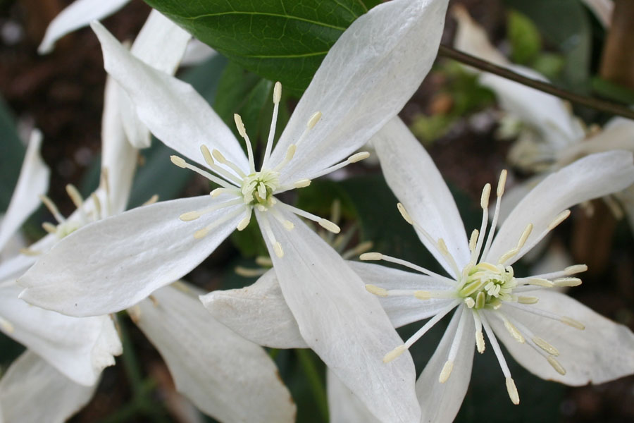 Clematis arm. ‚Little White Charm‘