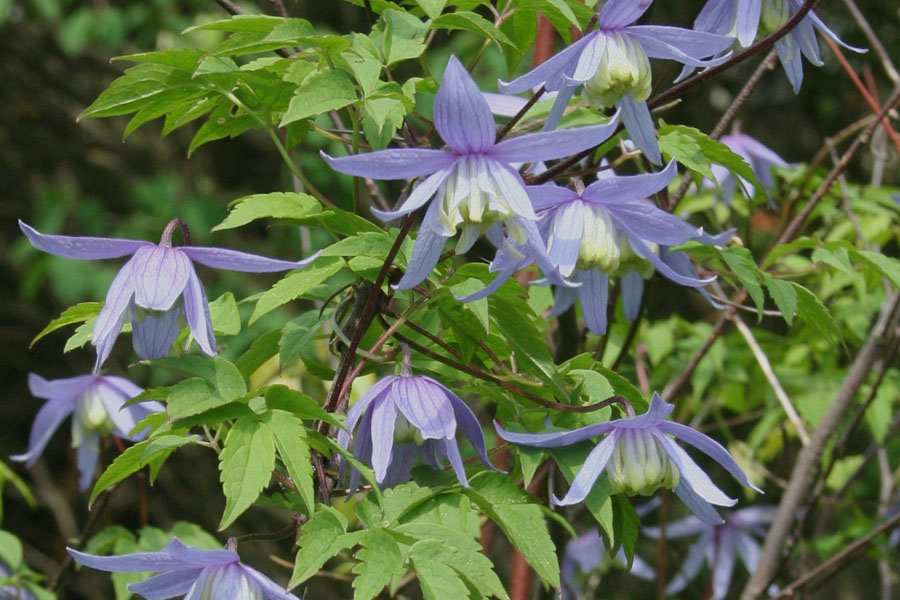 Clematis macropetala bot.Art – Bild 2
