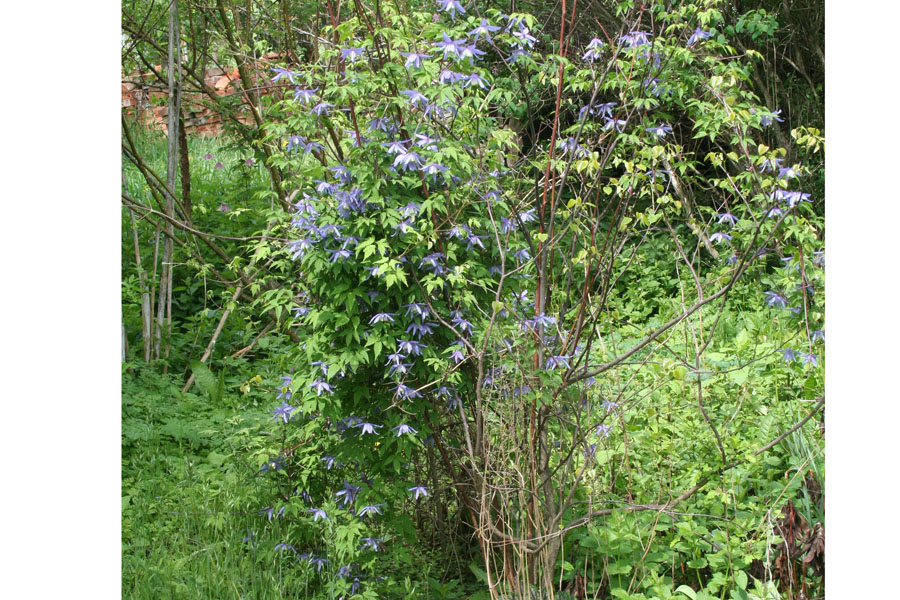 Clematis macropetala bot.Art – Bild 3