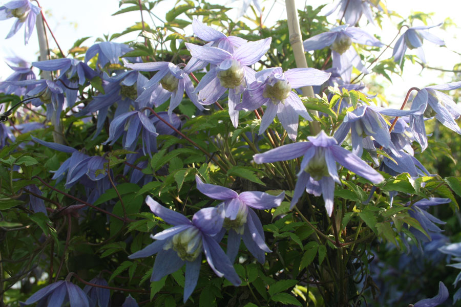Clematis macropetala bot.Art – Bild 4