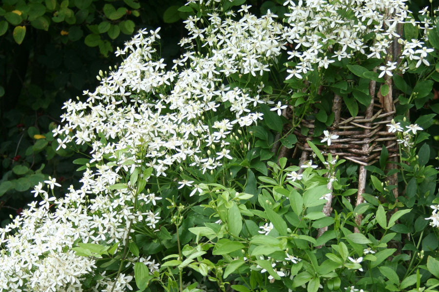 Clematis mandshurica bot. Art – Bild 2