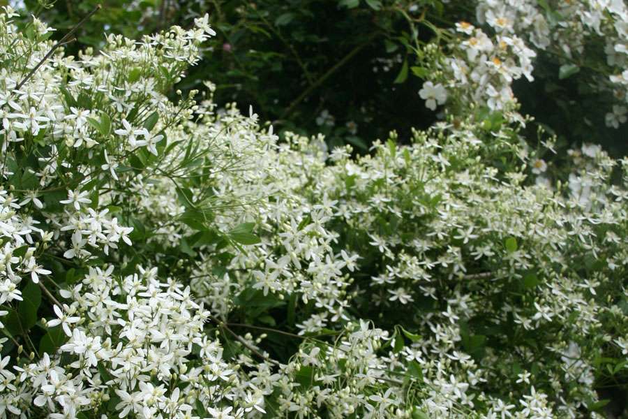 Clematis mandshurica bot. Art – Bild 3