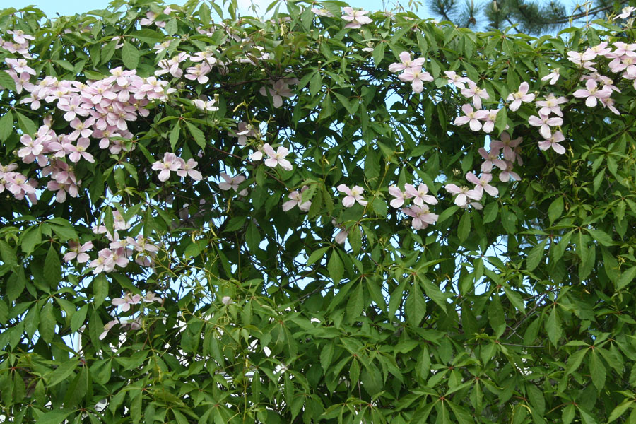 Clematis montana 'Rubens' – Bild 2