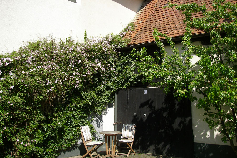 Clematis montana 'Rubens' – Bild 3