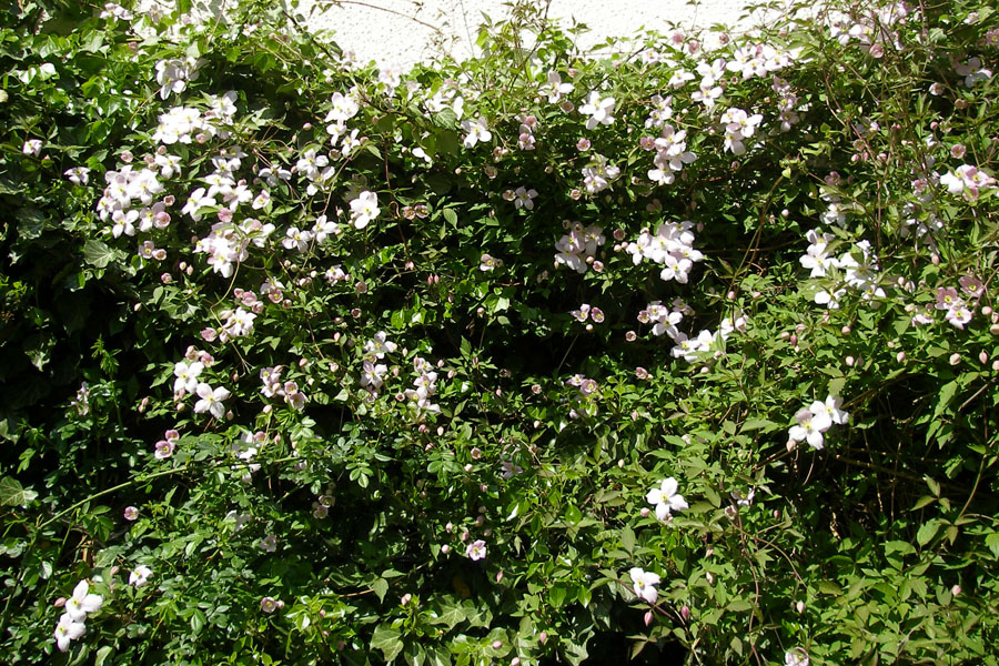 Clematis montana 'Rubens' – Bild 4