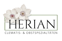 Clematis Herian