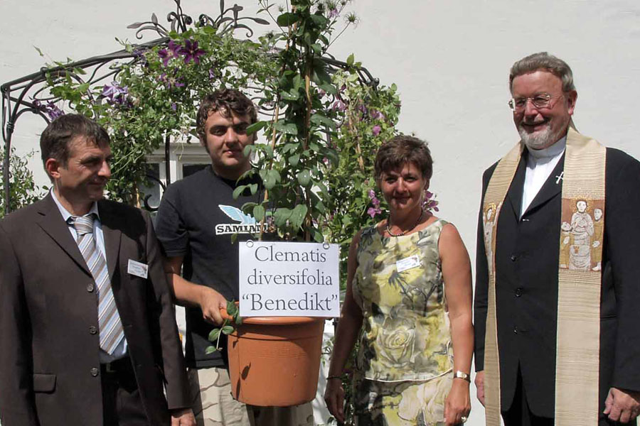 Clematis div. 'Benedikt' – Bild 4