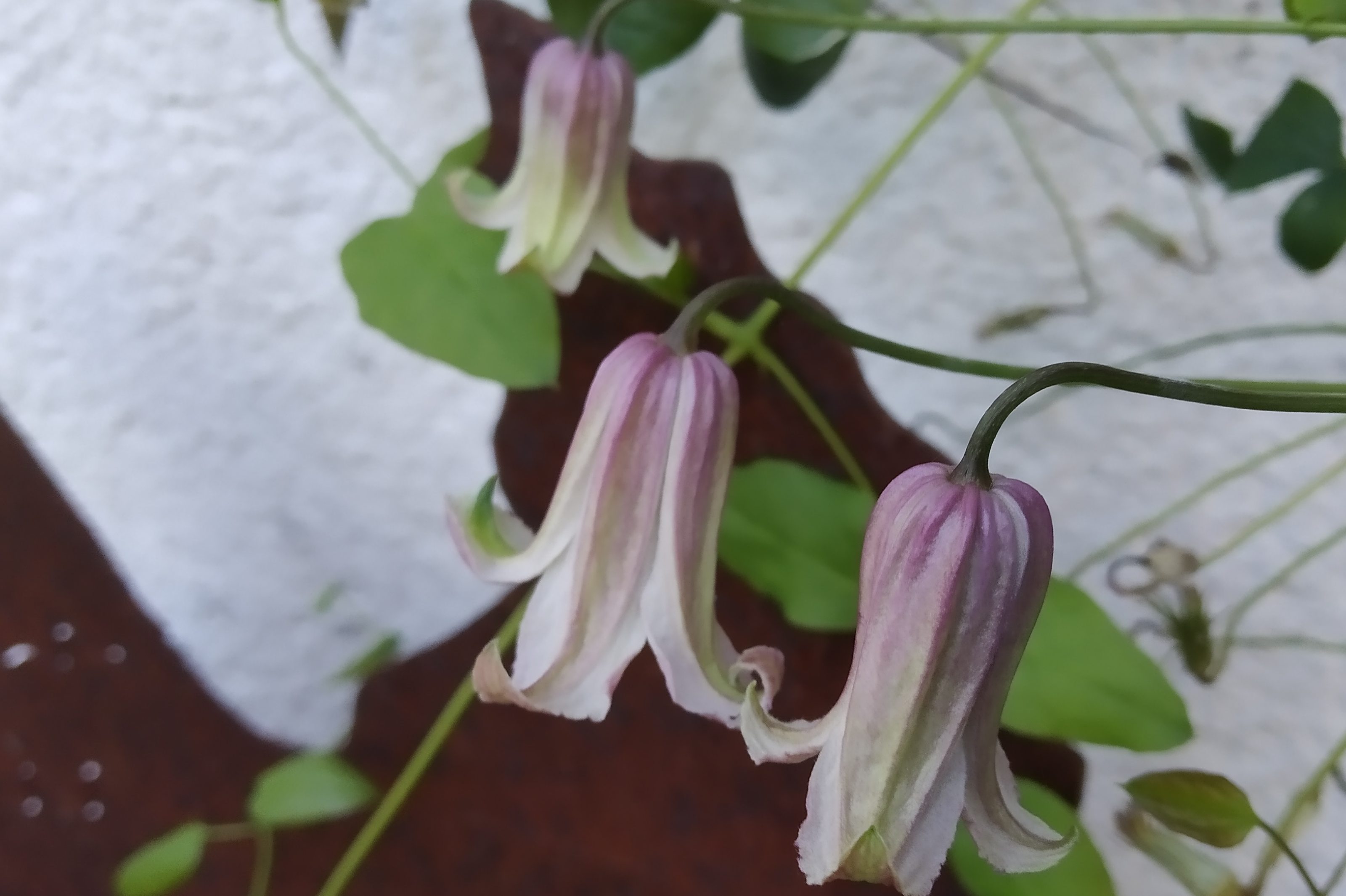 Clematis viticella ‚Fay‘