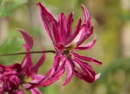 Clematis viticella ‚ROSALYN‘