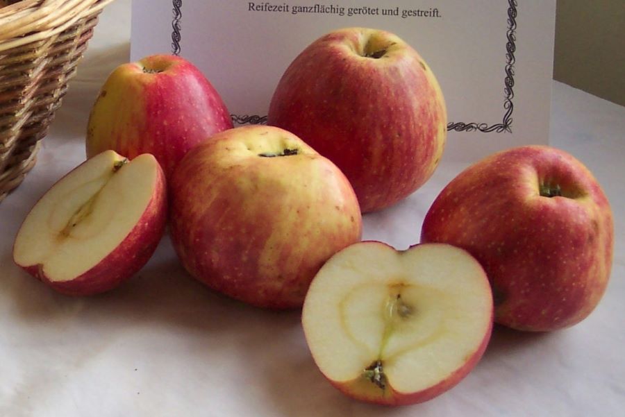 Apfel ‚Kesseltaler Streifling‘