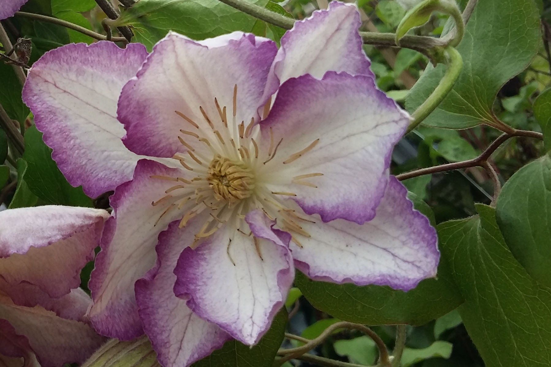 Clematis ‚LUCKY CHARME‘ Zo09067