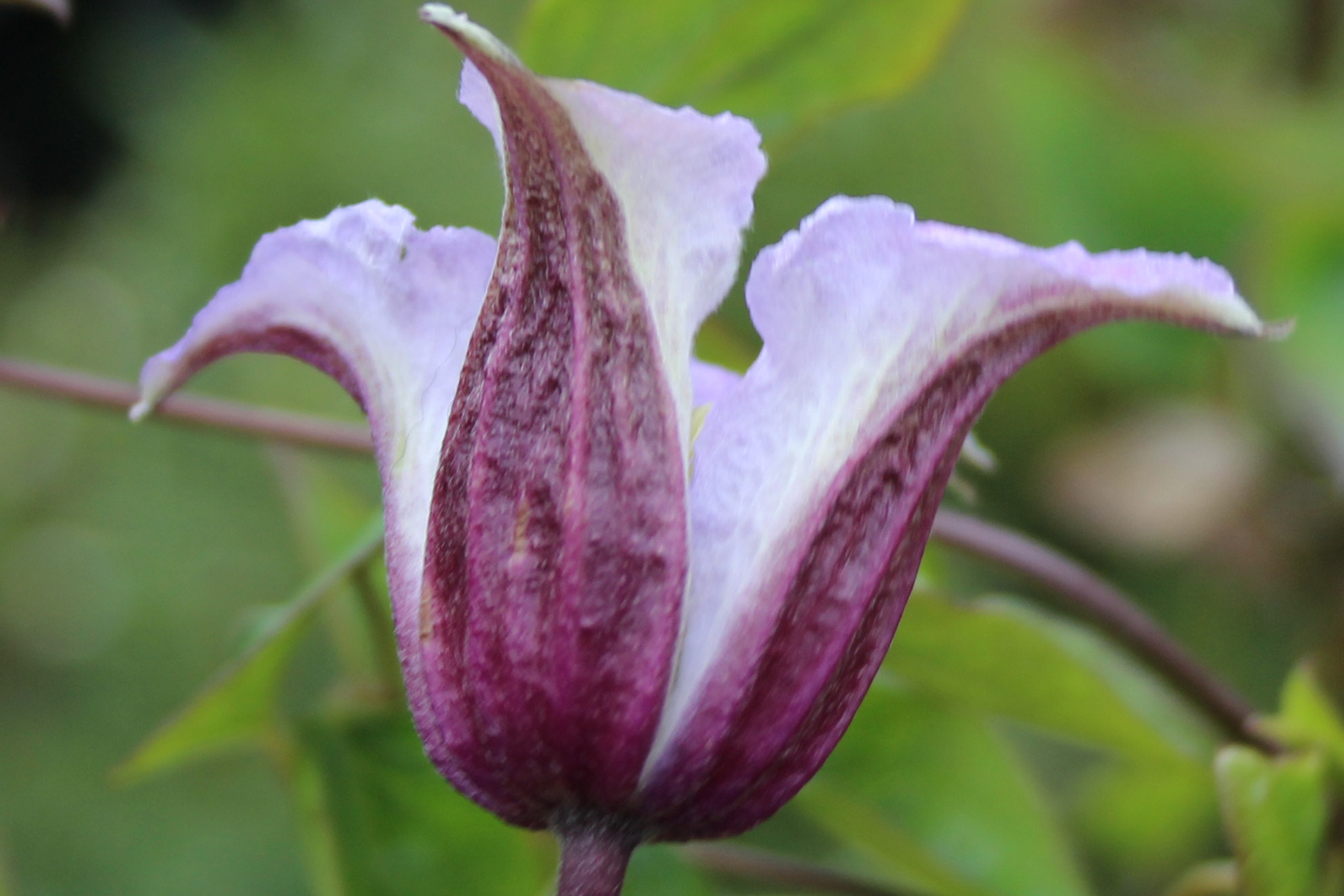 Clematis texensis ‚Prince William‘