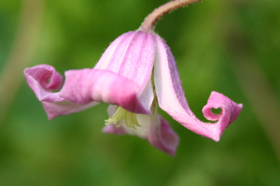Clematis viticella ‚Odoriba‘