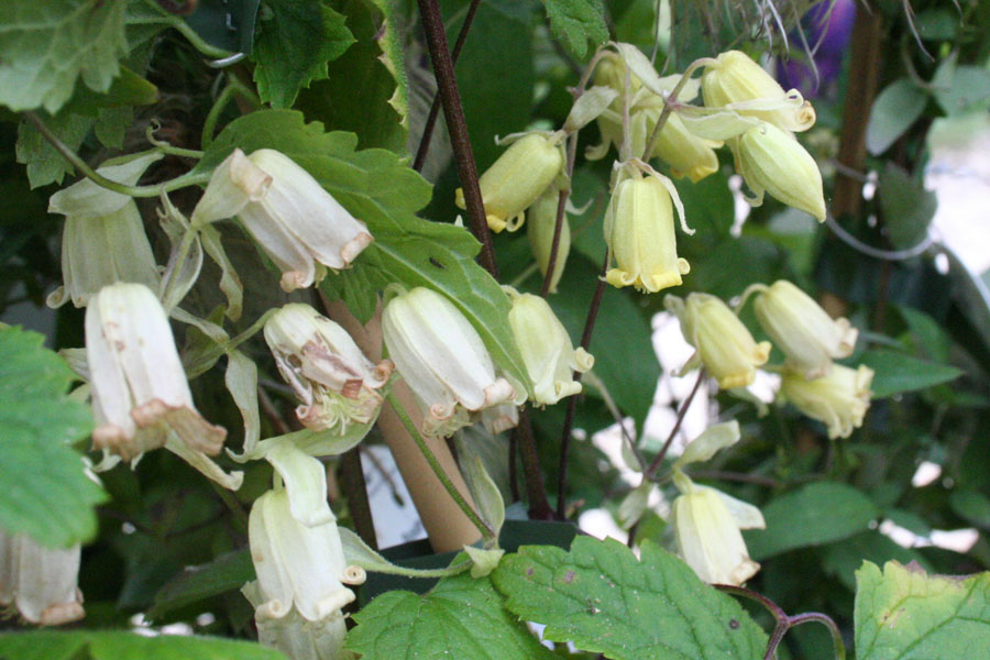 Clematis rehderiana – Bild 2