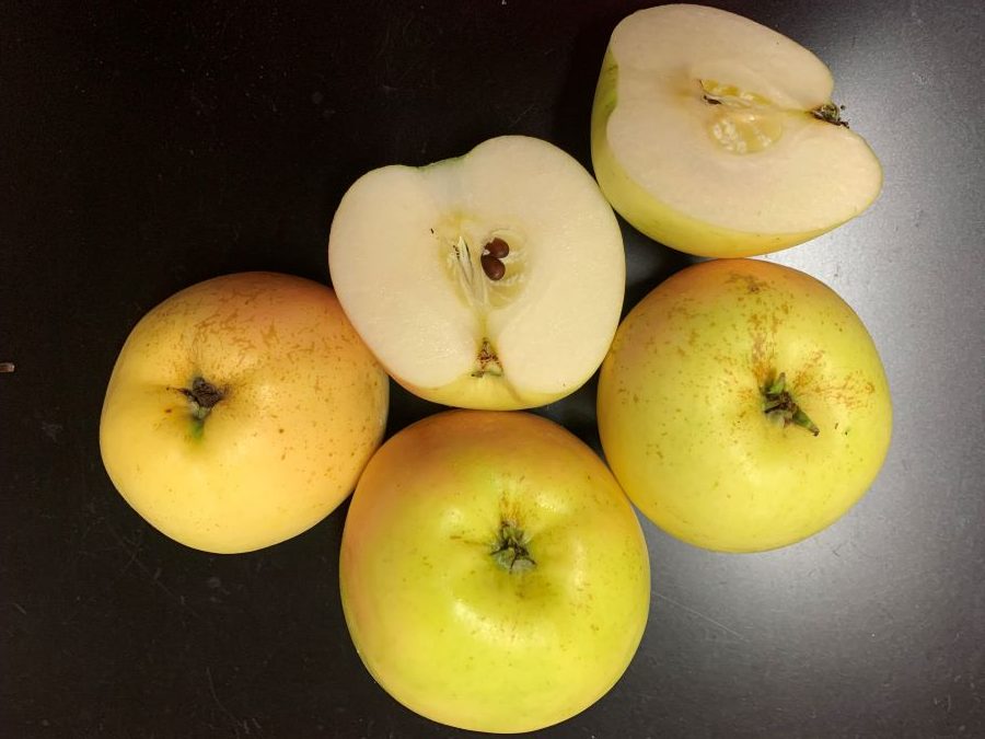Apfel ‚Deans Küchenapfel‘